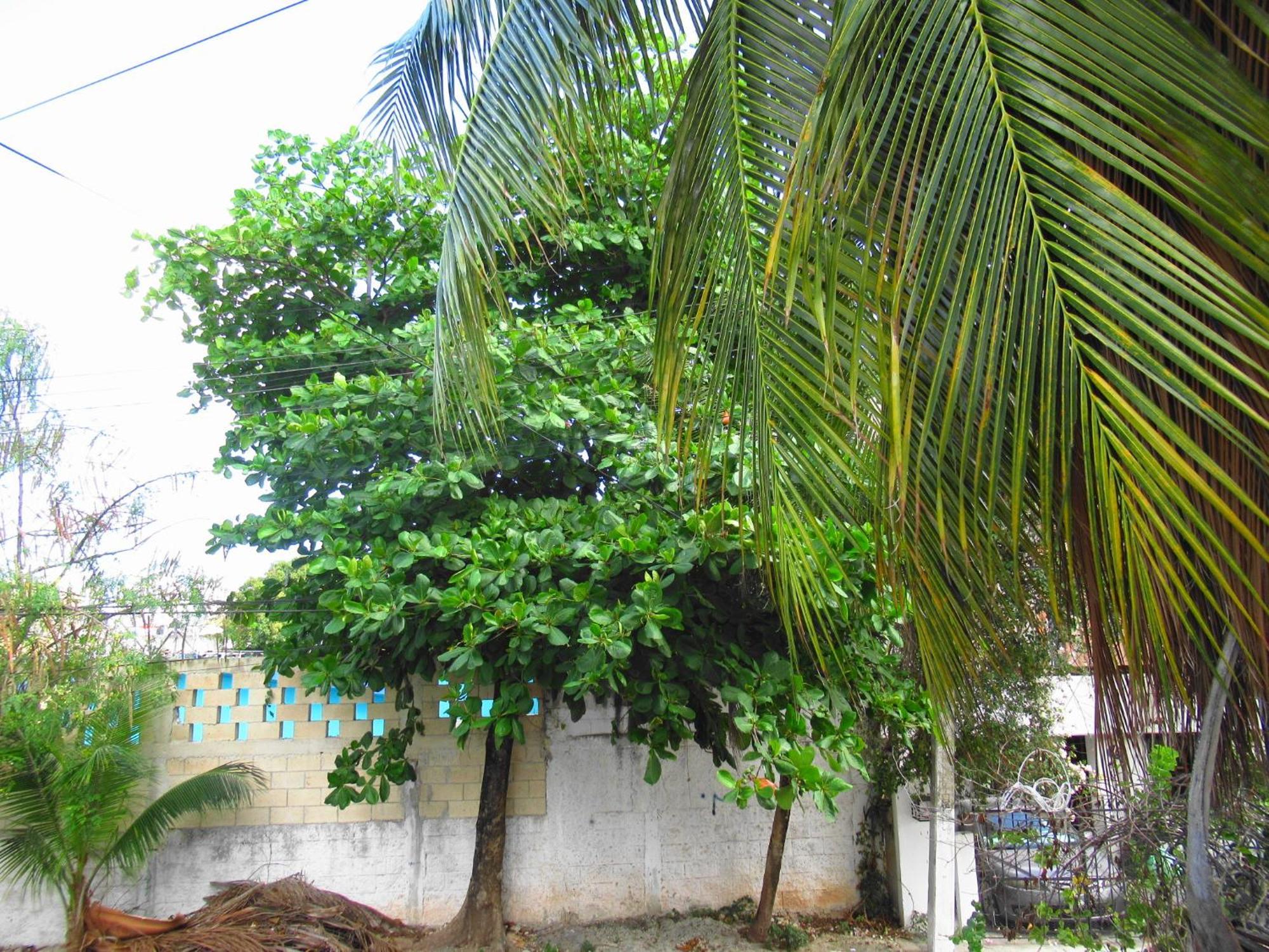 Cocos Daire Cancun Dış mekan fotoğraf