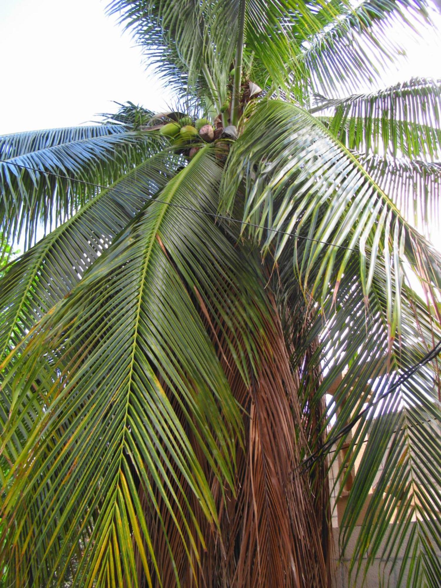 Cocos Daire Cancun Dış mekan fotoğraf