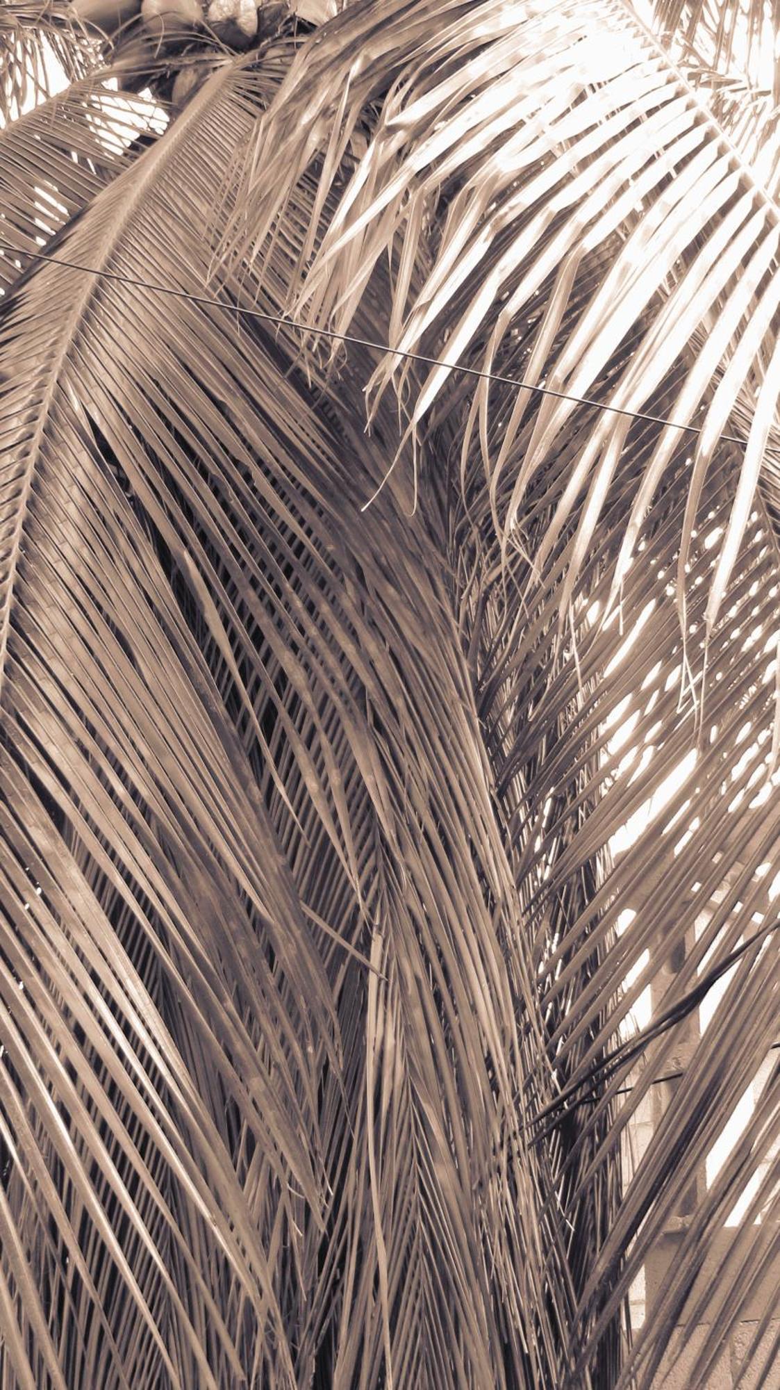 Cocos Daire Cancun Dış mekan fotoğraf