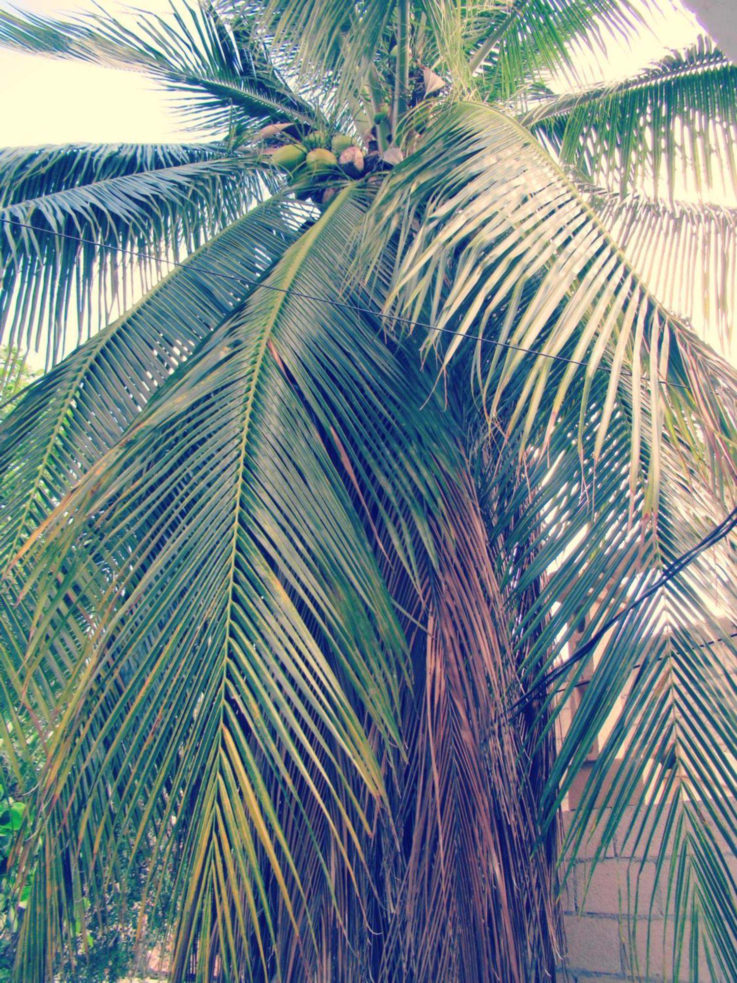 Cocos Daire Cancun Dış mekan fotoğraf