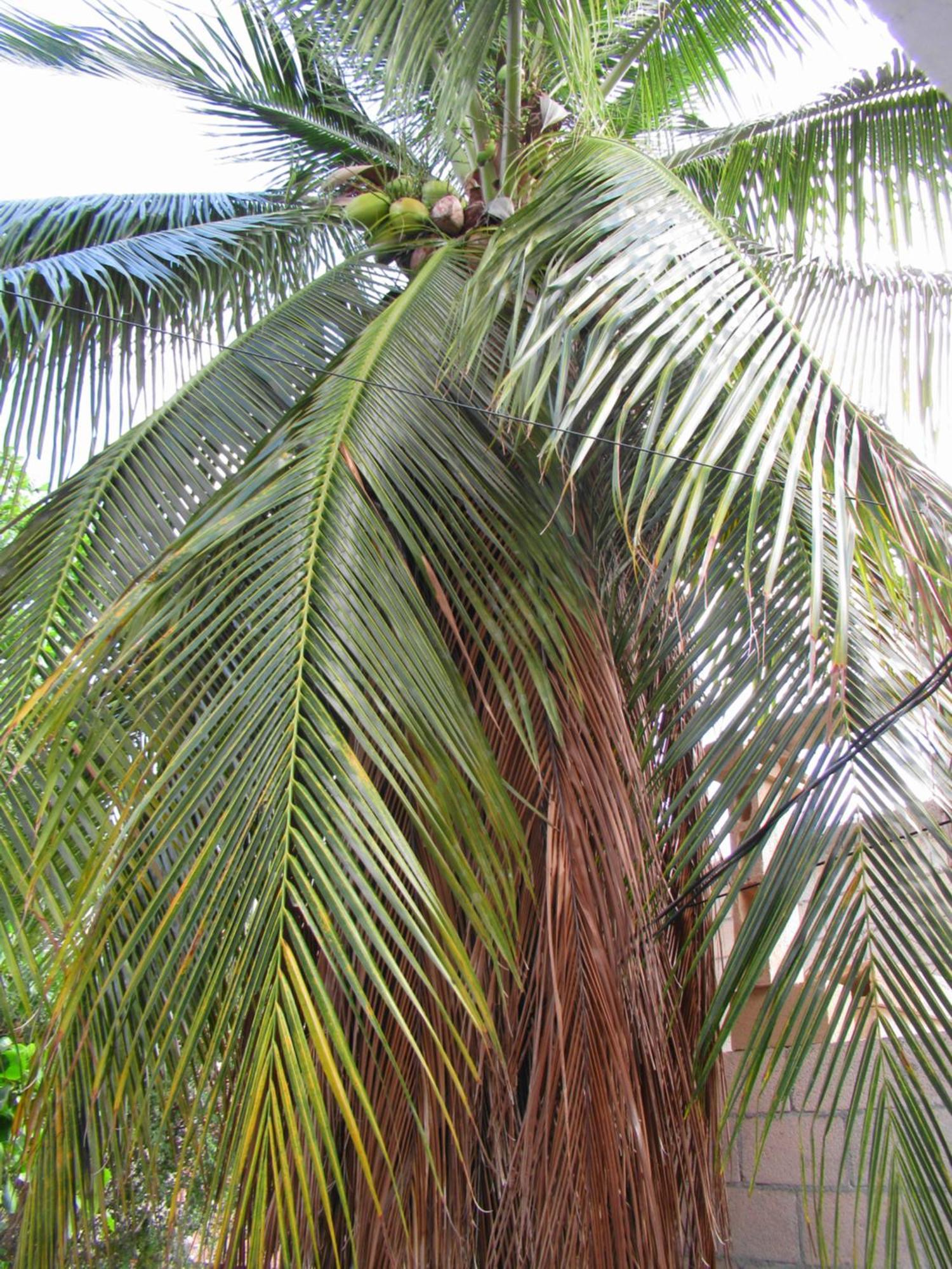 Cocos Daire Cancun Dış mekan fotoğraf