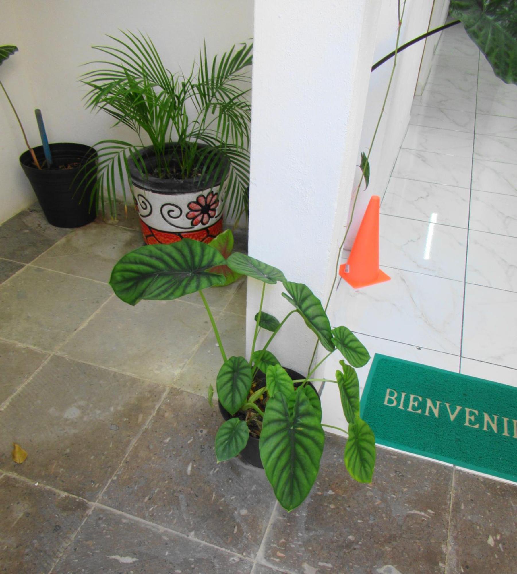 Cocos Daire Cancun Dış mekan fotoğraf